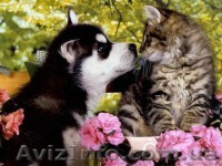 Ветеринарная помощь - <ro>Изображение</ro><ru>Изображение</ru> #1, <ru>Объявление</ru> #504701