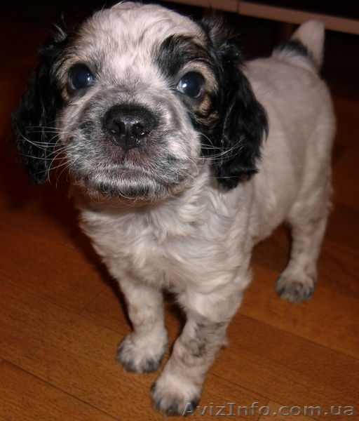 продам щенка в хорошие руки - <ro>Изображение</ro><ru>Изображение</ru> #1, <ru>Объявление</ru> #493470