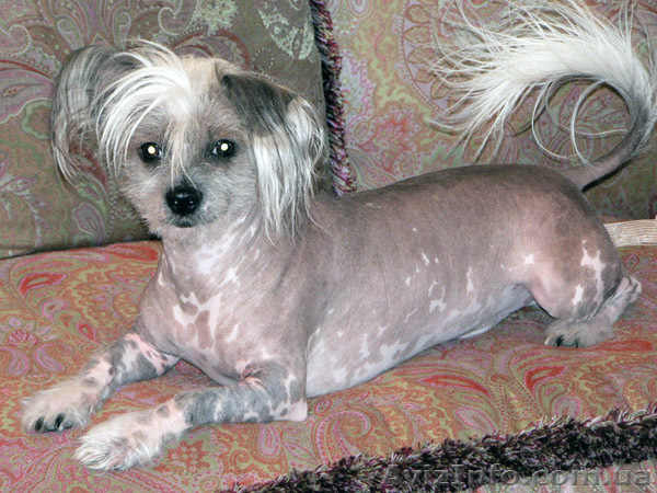 Китайская хохлатая вязка - <ro>Изображение</ro><ru>Изображение</ru> #1, <ru>Объявление</ru> #506135