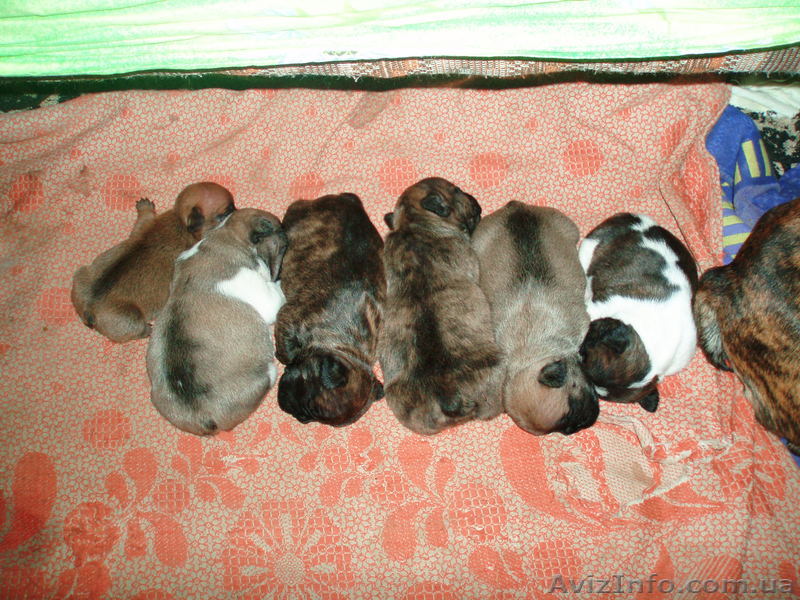 Очень породные щенки породы французский бульдог - <ro>Изображение</ro><ru>Изображение</ru> #1, <ru>Объявление</ru> #502457