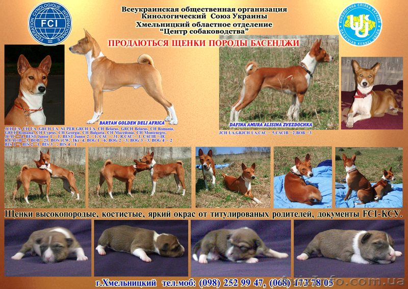 щенки породы басенджи - <ro>Изображение</ro><ru>Изображение</ru> #1, <ru>Объявление</ru> #502452