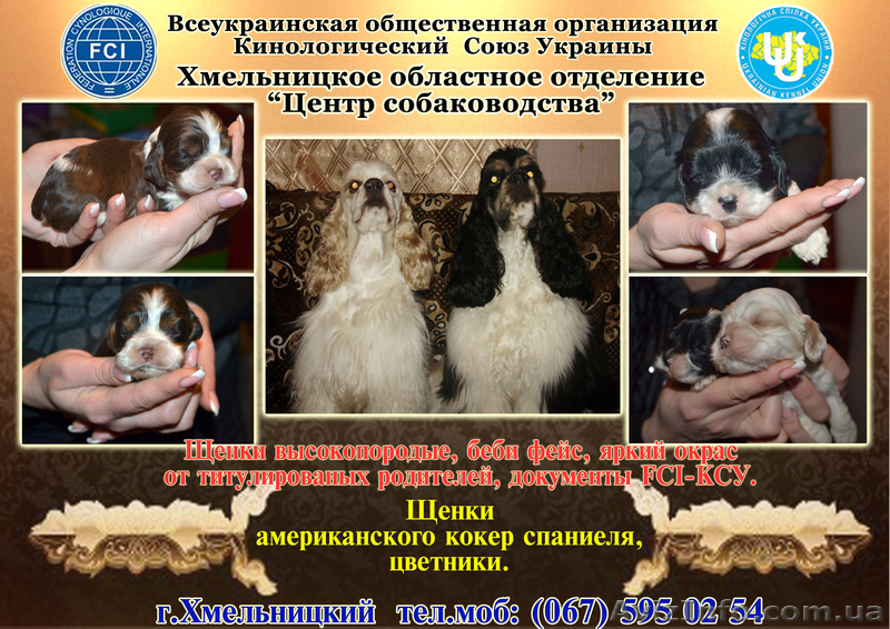 щенки американский кокер спаниель - <ro>Изображение</ro><ru>Изображение</ru> #1, <ru>Объявление</ru> #502459