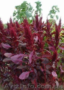 семена амаранта, технология выращивания, консультации специалиста. - <ro>Изображение</ro><ru>Изображение</ru> #1, <ru>Объявление</ru> #489524