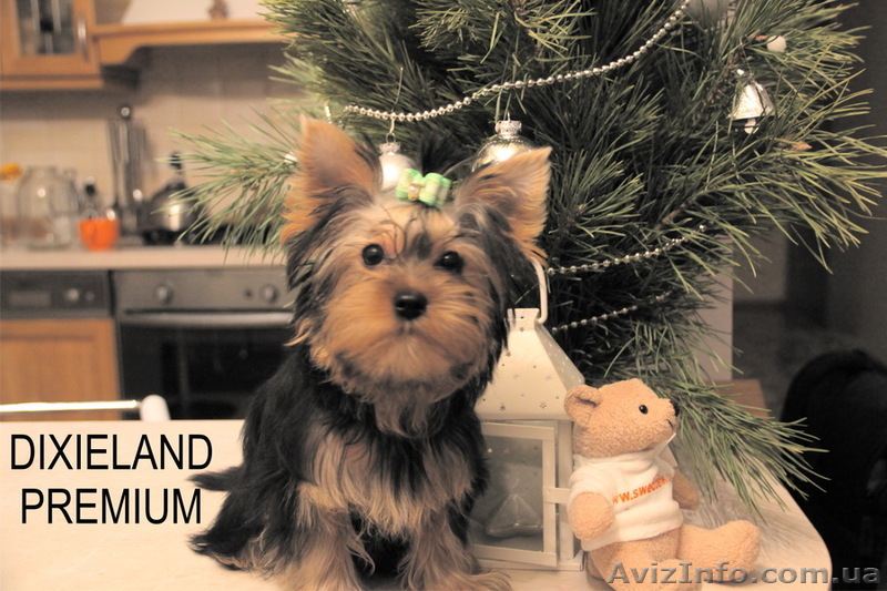 Йоркширский терьер щенок-мини (мальчик) - <ro>Изображение</ro><ru>Изображение</ru> #1, <ru>Объявление</ru> #500566