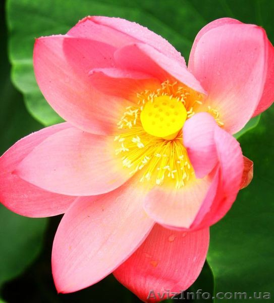 Новый набор. Обучение. Позитивная психотерапия - <ro>Изображение</ro><ru>Изображение</ru> #1, <ru>Объявление</ru> #544907