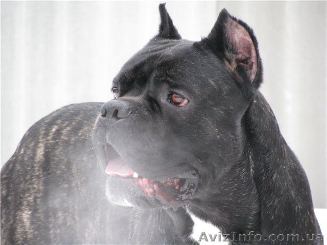 Питомник Харьков - <ro>Изображение</ro><ru>Изображение</ru> #1, <ru>Объявление</ru> #550728