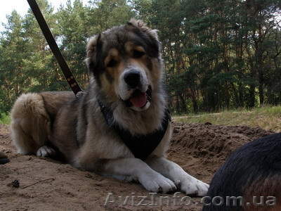 Продаются щенки Алабая, среднеазиатской овчарки - <ro>Изображение</ro><ru>Изображение</ru> #1, <ru>Объявление</ru> #553553