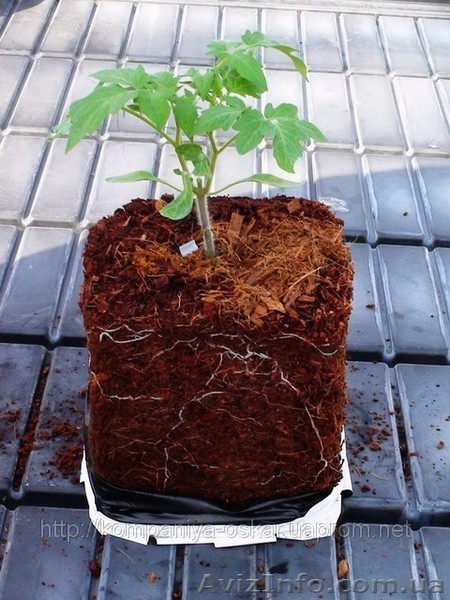 Кокосовый субстрат, кокосовый грунт, кокосовый торф. - <ro>Изображение</ro><ru>Изображение</ru> #1, <ru>Объявление</ru> #537001