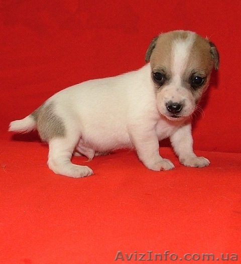 Щенки Джек рассел и Парсон терьера гладкие  - <ro>Изображение</ro><ru>Изображение</ru> #1, <ru>Объявление</ru> #534100