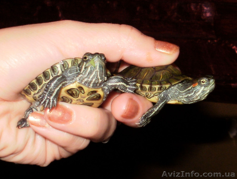 красноухие черепахи - <ro>Изображение</ro><ru>Изображение</ru> #1, <ru>Объявление</ru> #549335