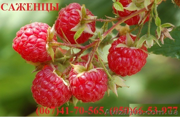 Продам Саженцы малины, смородины, яблоки, клубники, вишни, черешни, персика - <ro>Изображение</ro><ru>Изображение</ru> #1, <ru>Объявление</ru> #552564