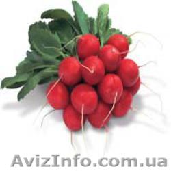 семена сора сакса - <ro>Изображение</ro><ru>Изображение</ru> #1, <ru>Объявление</ru> #535568