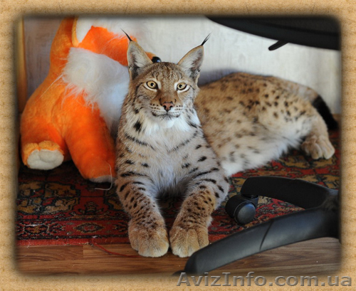 Рысь Сибирская в продаже ручные рысята - <ro>Изображение</ro><ru>Изображение</ru> #1, <ru>Объявление</ru> #571000