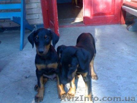 щеночки добермана - <ro>Изображение</ro><ru>Изображение</ru> #1, <ru>Объявление</ru> #595413