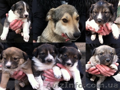 три сыночка и четыре лапочки дочки - <ro>Изображение</ro><ru>Изображение</ru> #1, <ru>Объявление</ru> #562591