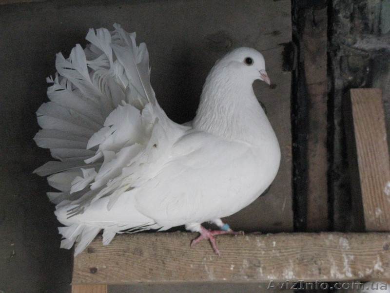 Продам голубей породы павлин, белого цвета. - <ro>Изображение</ro><ru>Изображение</ru> #1, <ru>Объявление</ru> #572428