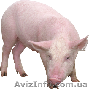 Продам Свиней(свині беконні) - <ro>Изображение</ro><ru>Изображение</ru> #1, <ru>Объявление</ru> #599781