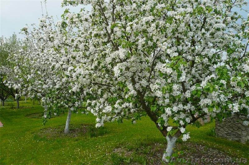 Продам  участок . ходосеевка. - <ro>Изображение</ro><ru>Изображение</ru> #1, <ru>Объявление</ru> #580464