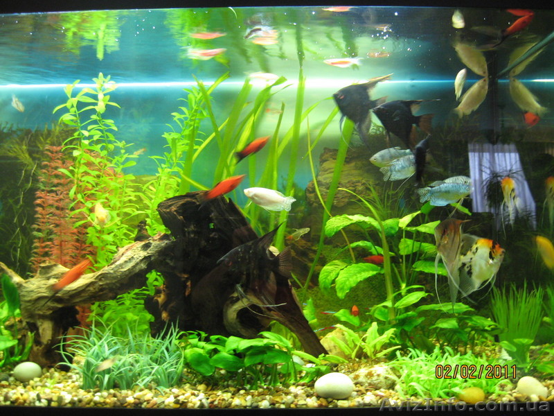 Обслуживание аквариума - <ro>Изображение</ro><ru>Изображение</ru> #1, <ru>Объявление</ru> #602057