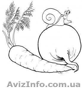 Продам нантського типу моркву та столовий буряк оптом. - <ro>Изображение</ro><ru>Изображение</ru> #1, <ru>Объявление</ru> #604721