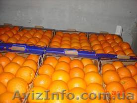 Продажа фруктов из Греции . прямые поставки; 1-й сорт .  - <ro>Изображение</ro><ru>Изображение</ru> #1, <ru>Объявление</ru> #600245