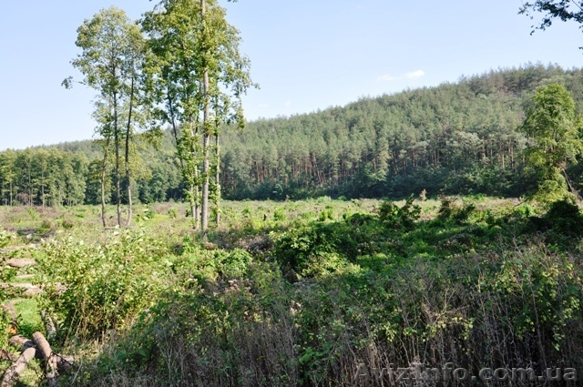 Продам землю в Гнедине под Киевом возможен торг  - <ro>Изображение</ro><ru>Изображение</ru> #1, <ru>Объявление</ru> #593231