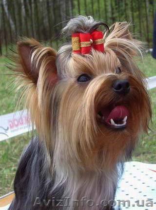 приглашаем на ВЯЗКУ! Йорк - <ro>Изображение</ro><ru>Изображение</ru> #1, <ru>Объявление</ru> #586280