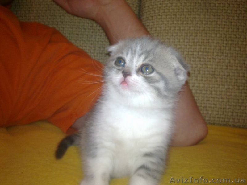 шотландские биколор котята - <ro>Изображение</ro><ru>Изображение</ru> #1, <ru>Объявление</ru> #563028