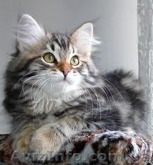 Самый большой выбор котят в центре Киева! - <ro>Изображение</ro><ru>Изображение</ru> #1, <ru>Объявление</ru> #593534