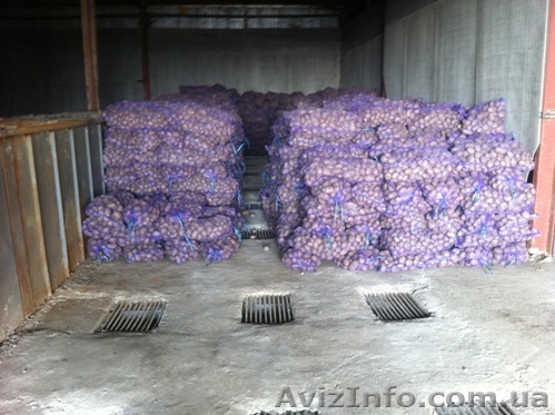 Продам картофель!!!!!!!!! - <ro>Изображение</ro><ru>Изображение</ru> #1, <ru>Объявление</ru> #590084