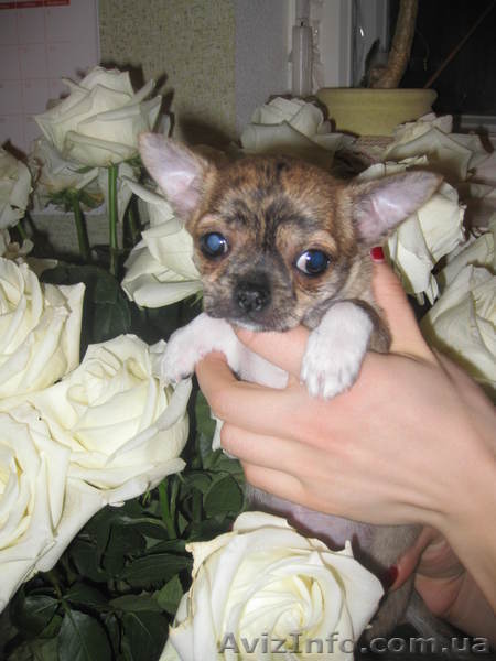 Чихуахуа тигровый мальчик - <ro>Изображение</ro><ru>Изображение</ru> #1, <ru>Объявление</ru> #582083