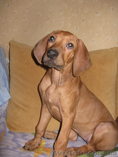 риджбек родезийский  - <ro>Изображение</ro><ru>Изображение</ru> #1, <ru>Объявление</ru> #604802