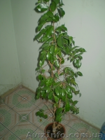 фикус(молодой))))))))))))) - <ro>Изображение</ro><ru>Изображение</ru> #1, <ru>Объявление</ru> #577810