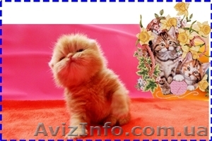 Продажа персов и экзотов - <ro>Изображение</ro><ru>Изображение</ru> #1, <ru>Объявление</ru> #584596