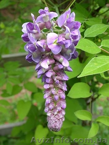  Глициния (wisteria floribunda), саженцы. - <ro>Изображение</ro><ru>Изображение</ru> #1, <ru>Объявление</ru> #570222