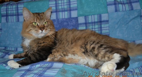 Сибирский котик ищет семью - <ro>Изображение</ro><ru>Изображение</ru> #1, <ru>Объявление</ru> #593528