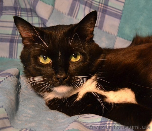 Ласковая молодая кошечка ищет семью - <ro>Изображение</ro><ru>Изображение</ru> #1, <ru>Объявление</ru> #593537