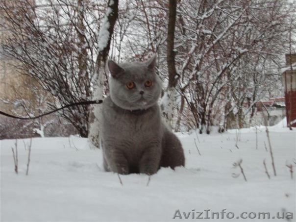 Британец ждет невесту - <ro>Изображение</ro><ru>Изображение</ru> #1, <ru>Объявление</ru> #588192