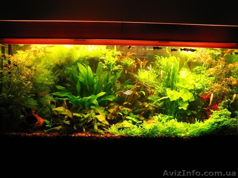 Услуги аквариумиста - <ro>Изображение</ro><ru>Изображение</ru> #1, <ru>Объявление</ru> #601975