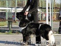 кобель ньюфаундленда - <ro>Изображение</ro><ru>Изображение</ru> #1, <ru>Объявление</ru> #605610