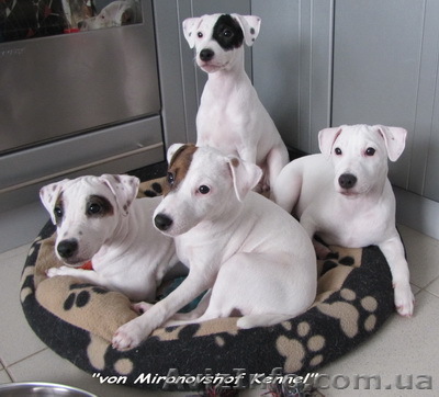 ПАРСОН ДЖЕК РАССЕЛ ТЕРЬЕР - шикарные щенки от Интерчемпиона! - <ro>Изображение</ro><ru>Изображение</ru> #1, <ru>Объявление</ru> #615582