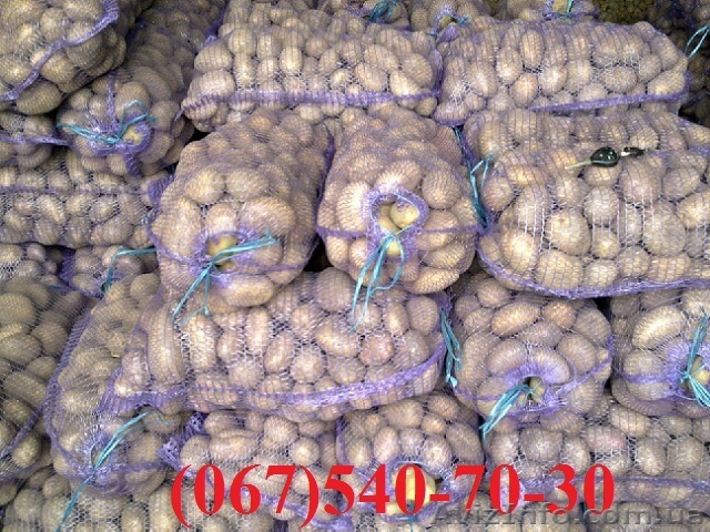 семенной картофель. 1й репродукции нет. Только Элита - <ro>Изображение</ro><ru>Изображение</ru> #1, <ru>Объявление</ru> #605715