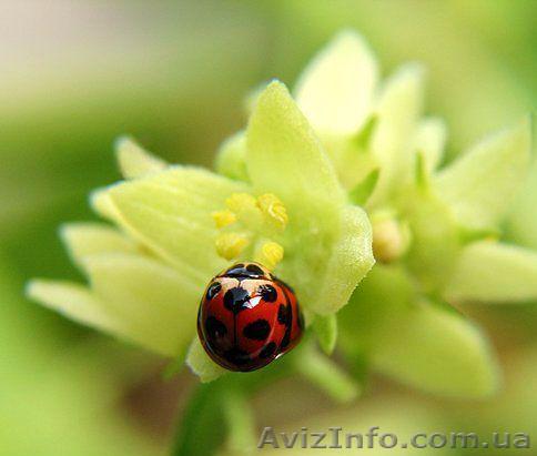 продам участок в крюковщине - <ro>Изображение</ro><ru>Изображение</ru> #1, <ru>Объявление</ru> #190529