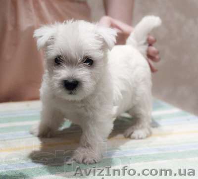 Щенки вест-хайленд терьер продам - <ro>Изображение</ro><ru>Изображение</ru> #1, <ru>Объявление</ru> #628118