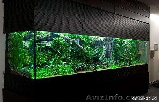 Дизайн аквариумов - <ro>Изображение</ro><ru>Изображение</ru> #1, <ru>Объявление</ru> #605706