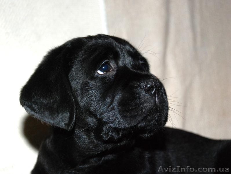 Щенки лабрадора ретривера с высоким выставочным потенциалом - <ro>Изображение</ro><ru>Изображение</ru> #1, <ru>Объявление</ru> #640620