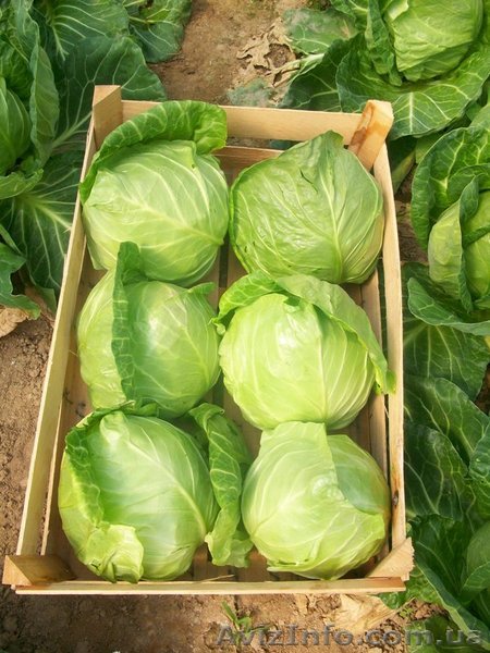 Продажа фруктов, овощей, свежезамороженной продукции, сухофруктов, Сер - <ro>Изображение</ro><ru>Изображение</ru> #1, <ru>Объявление</ru> #621864