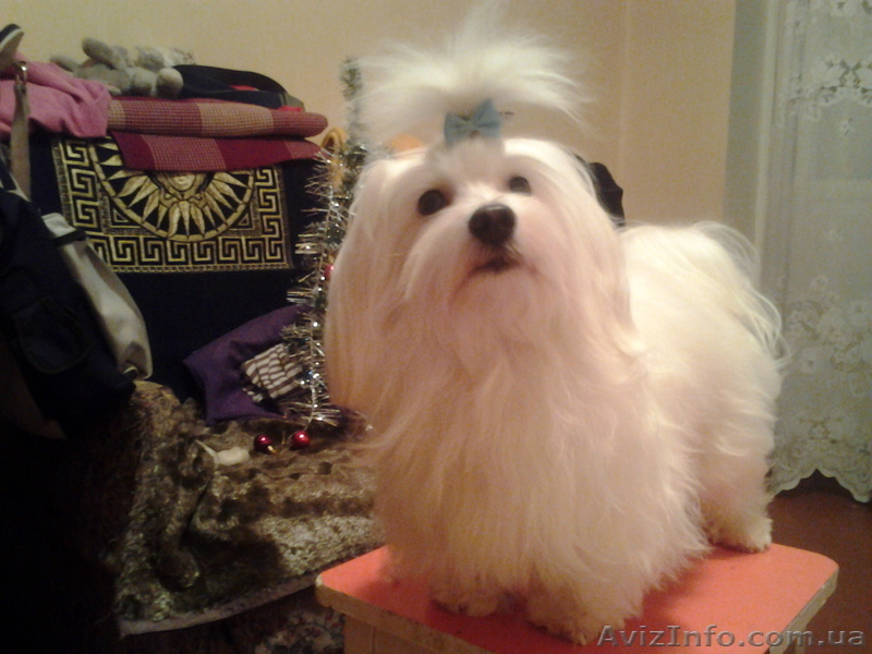 Вязка  мальтийской болонки Киев - <ro>Изображение</ro><ru>Изображение</ru> #1, <ru>Объявление</ru> #632811