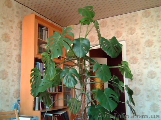 монстера  большая - <ro>Изображение</ro><ru>Изображение</ru> #1, <ru>Объявление</ru> #611590