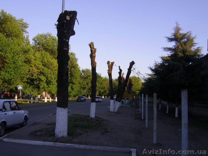 Кронирование деревьев. - <ro>Изображение</ro><ru>Изображение</ru> #1, <ru>Объявление</ru> #620864